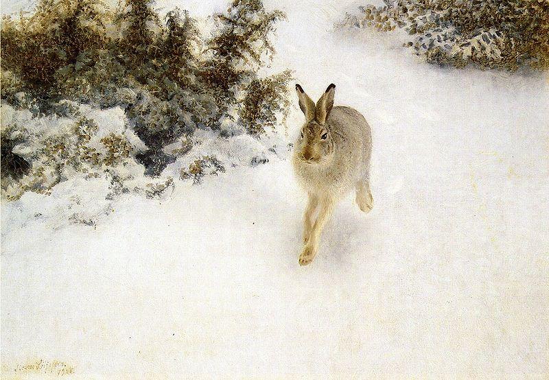  Winter Hare